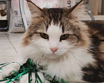 Кошки в Москве: Марта - роскошная кошка с рысьими кисточками Девочка, Бесплатно - фото 6