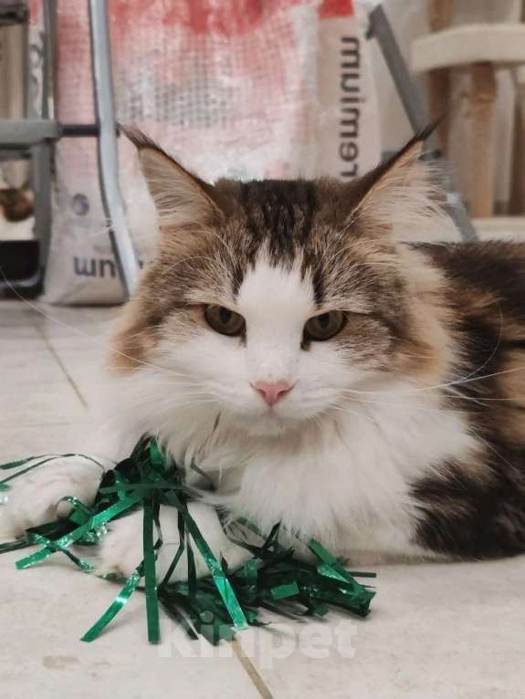 Кошки в Москве: Марта - роскошная кошка с рысьими кисточками Девочка, Бесплатно - фото 6