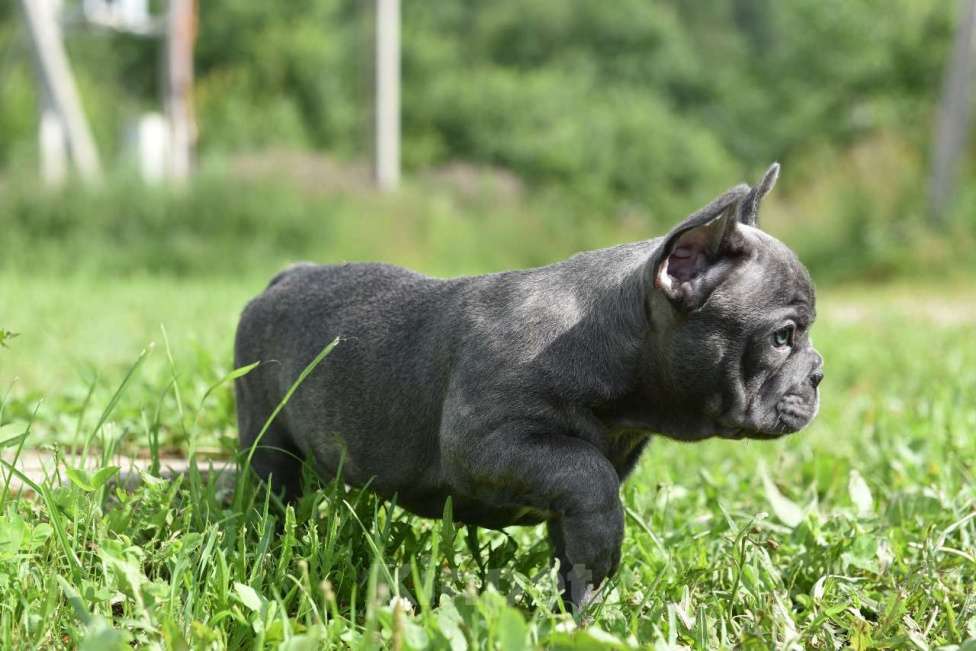 Собаки в Москве: Французский бульдог щенки  Мальчик, 50 000 руб. - фото 7