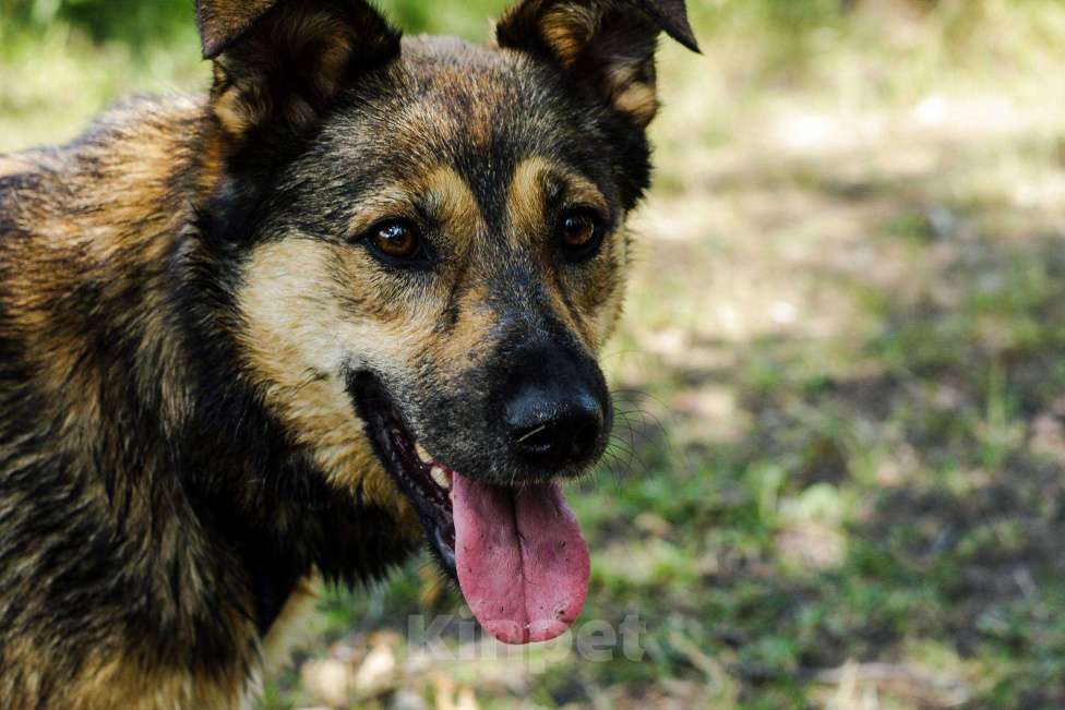 Собаки в Москве: Мулан Девочка, Бесплатно - фото 16