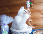 Кошки в Москве: Британский котенок золотистая шиншилла колор-пойнт мальчик Мальчик, 15 000 руб. - фото 1