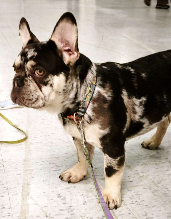 Собаки в других городах Московской области: Мраморный щенок французского бульдога Мальчик, 30 000 руб. - фото 3