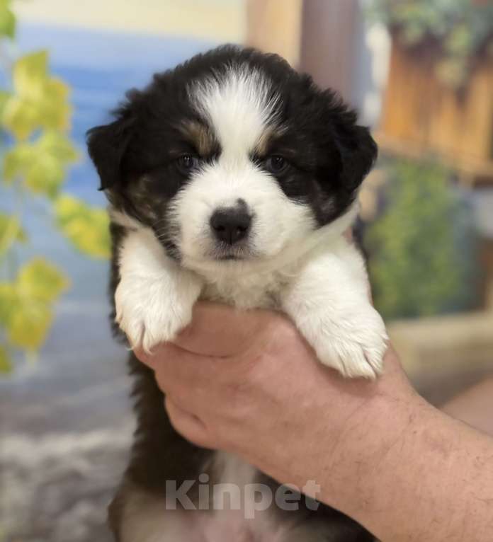 Собаки в других городах Ленинградской области: Щенок миниатюрной американской овчарки Мальчик, Бесплатно - фото 5