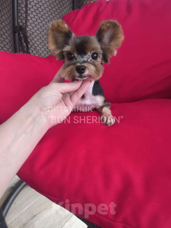 Собаки в Пушкино: Мини девочка  Девочка, 70 000 руб. - фото 2