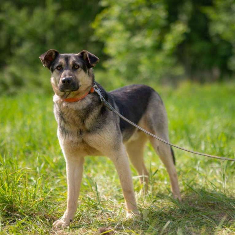 Собаки в Москве: Джем Мальчик, Бесплатно - фото 6