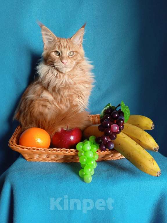 Кошки в Краснодаре: Котёнок мейн-кун Мальчик, 25 000 руб. - фото 4