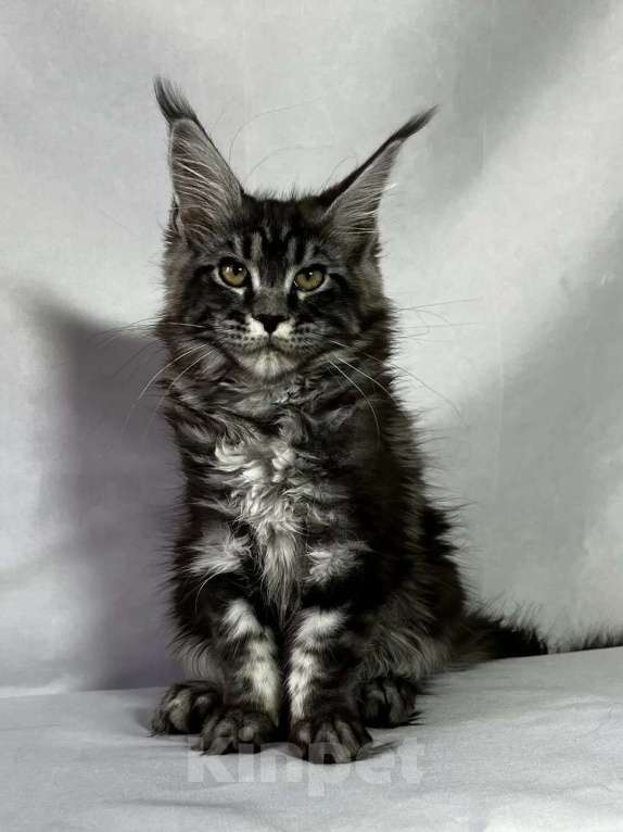 Кошки в Москве: Мейн-кун котята Девочка, 35 000 руб. - фото 2