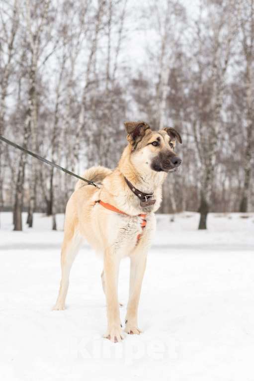 Собаки в Москве: Сестрёнка и брат ищут родителей Мальчик, Бесплатно - фото 2
