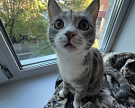 Кошки в Томске: Коты Девочка, Бесплатно - фото 3