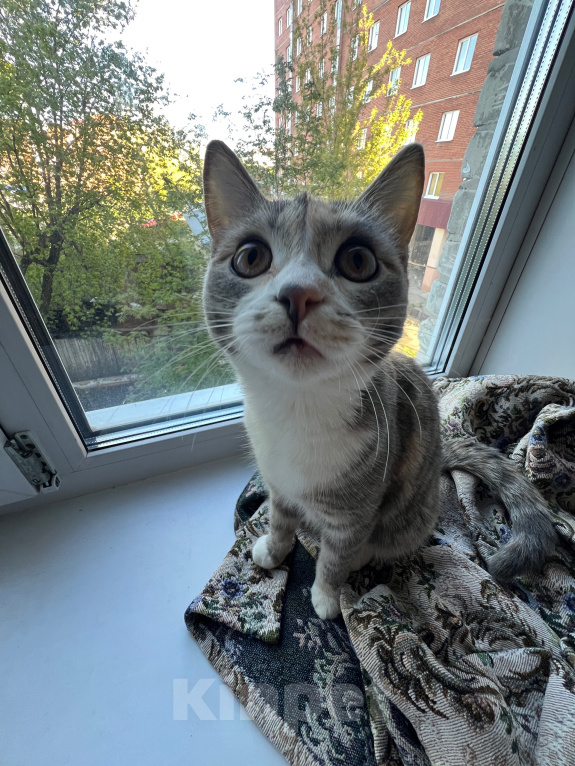 Кошки в Томске: Коты Девочка, Бесплатно - фото 3