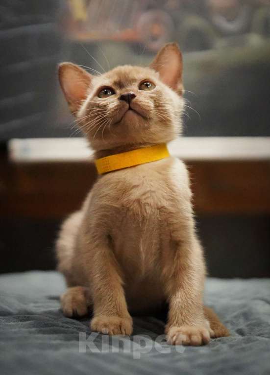 Кошки в Подольске: Котята Бурмы Разнополые, 70 000 руб. - фото 4