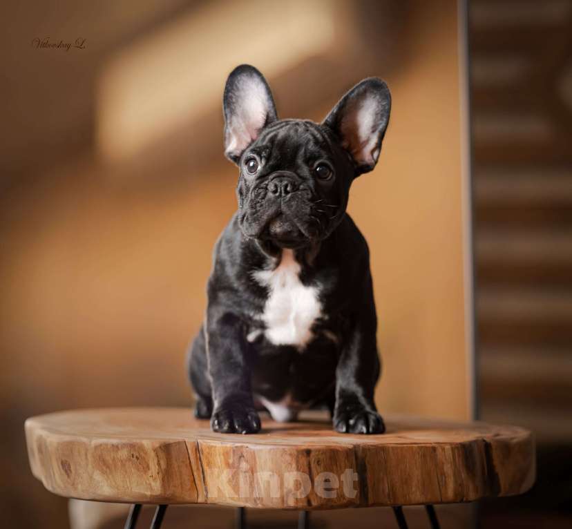 Собаки в Санкт-Петербурге: Тигровый парень Мальчик, Бесплатно - фото 1