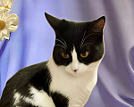 Кошки в Санкт-Петербурге: Кошечка подросток стерилизована Девочка, Бесплатно - фото 1