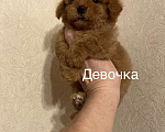 Собаки в Москве: Мини девочка мальтипу Девочка, 55 000 руб. - фото 8