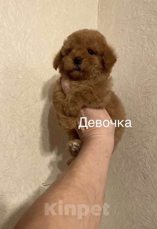 Собаки в Москве: Мини девочка мальтипу Девочка, 55 000 руб. - фото 8