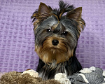 Собаки в Москве: Йоркширский терьер щенок мальчик Мальчик, 55 000 руб. - фото 5