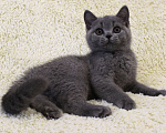 Кошки в Ульяновске: Британские котята Мальчик, 25 000 руб. - фото 1