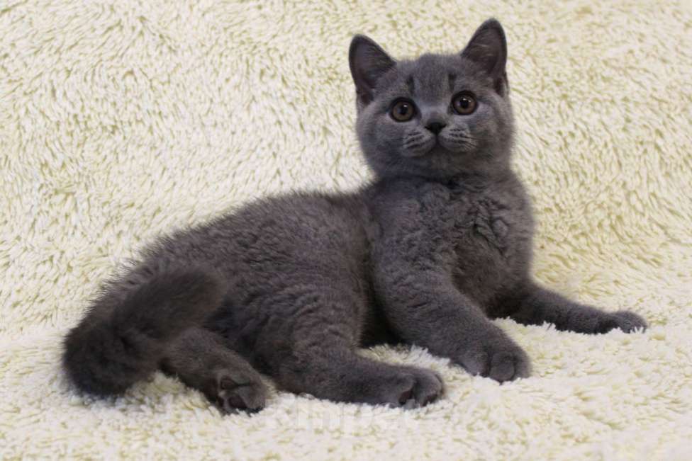Кошки в Ульяновске: Британские котята Мальчик, 25 000 руб. - фото 1