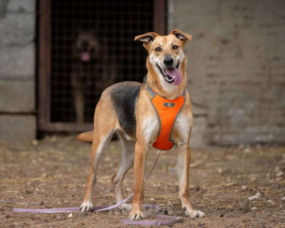 Собаки в Москве: Роналдо ищет свой дом  Мальчик, Бесплатно - фото 4
