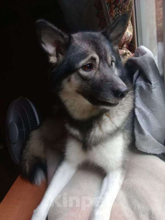 Собаки в Санкт-Петербурге: Отдам девочку в добрые руки Девочка, Бесплатно - фото 4