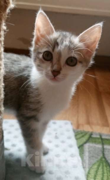 Кошки в Новокузнецке: Котенок в добрые руки Мальчик, Бесплатно - фото 2