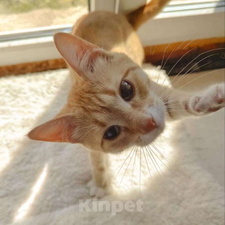 Кошки в Москве: Рыжий котик-подросток в добрые руки  Мальчик, Бесплатно - фото 2