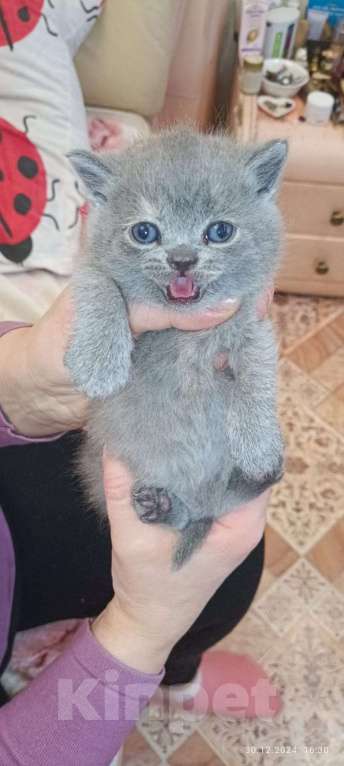 Кошки в Томске: Продам нежных очаровательных котят Шотландской пароды Девочка, 1 500 руб. - фото 3