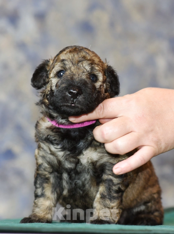 Собаки в Москве: Щенок фиолетовая лента  пуми  Мальчик, 90 000 руб. - фото 5