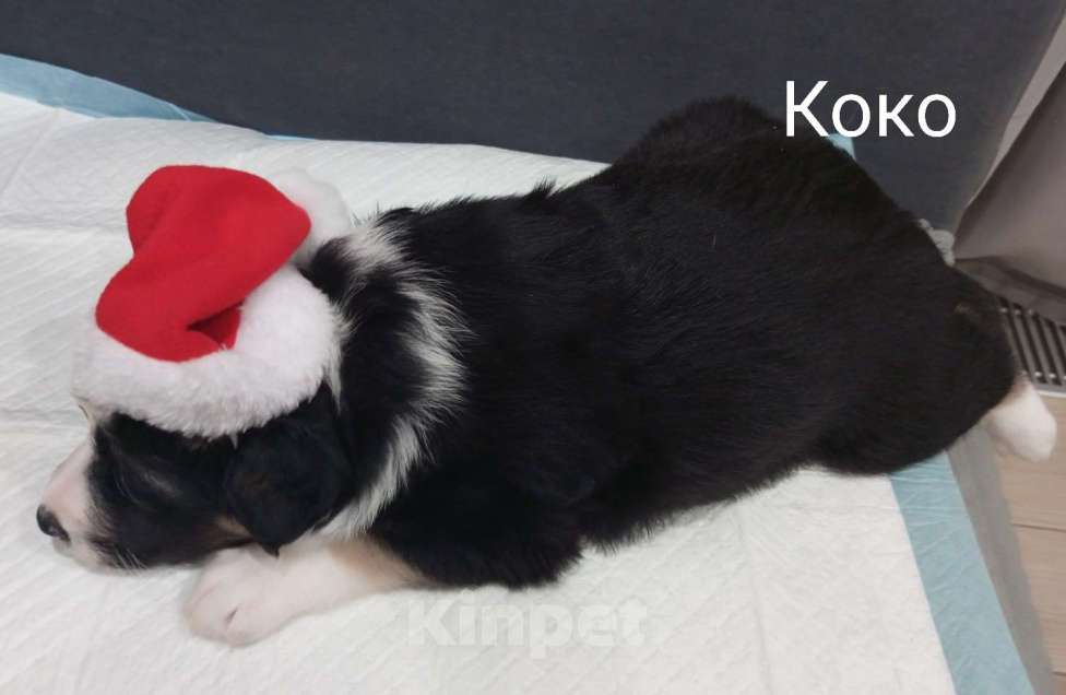 Собаки в Москве: Щенок в добрые руки Девочка, Бесплатно - фото 4