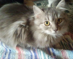 Кошки в Арзамасе: Котейка, 500 руб. - фото 2