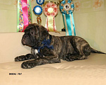 Собаки в Москве: Продается щенок бульмастифа тигрового окраса Мальчик, 80 000 руб. - фото 5