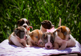 Собаки в Симферополе: Вязка с бело-черным Джек Расселом  Мальчик, Бесплатно - фото 8