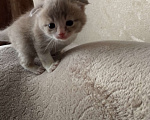 Кошки в Фокино: Котята помесь с шотландской Девочка, Бесплатно - фото 2