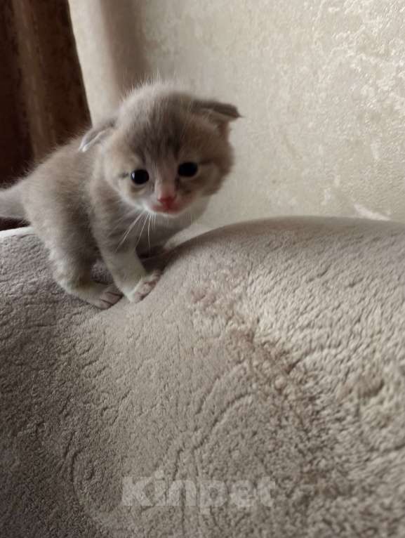 Кошки в Фокино: Котята помесь с шотландской Девочка, Бесплатно - фото 2