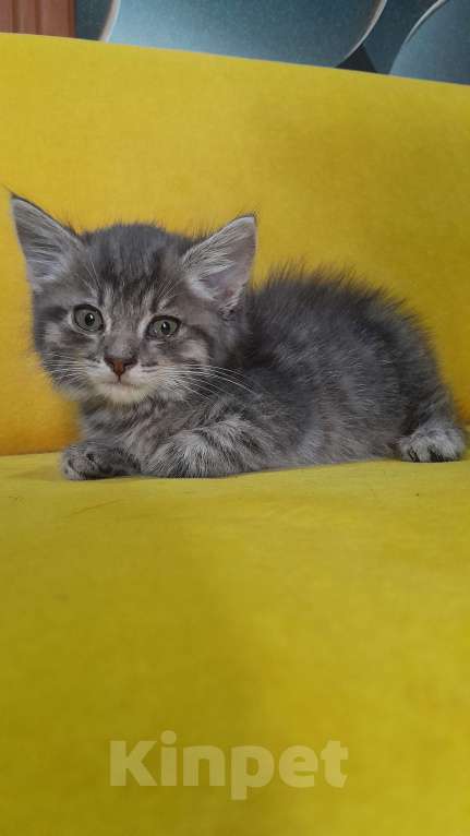 Кошки в Курске: Котенок Вася Мальчик, Бесплатно - фото 1