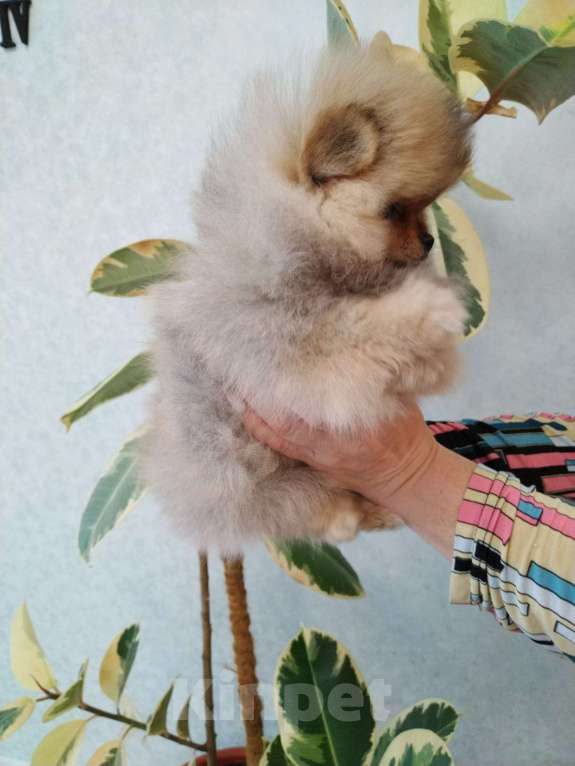 Собаки в Альметьевске: Померанский шпиц Мальчик, 40 000 руб. - фото 2