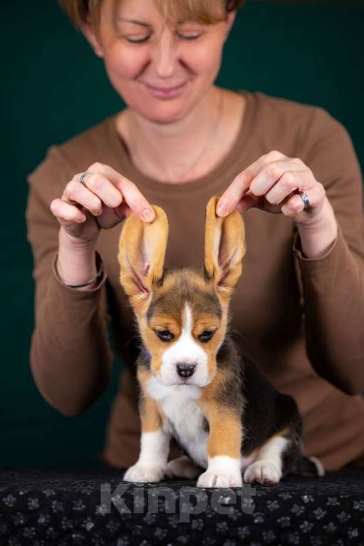 Собаки в Москве: Щенок Бигля питомник РКФ Мальчик, 70 000 руб. - фото 2