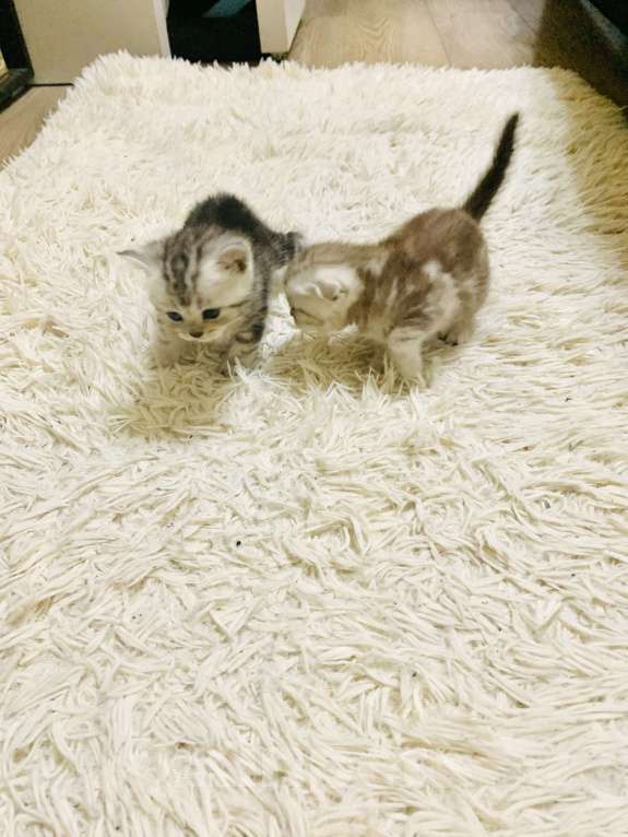 Кошки в Москве: Шотландский мальчик Scottish straight Мальчик, 7 000 руб. - фото 2