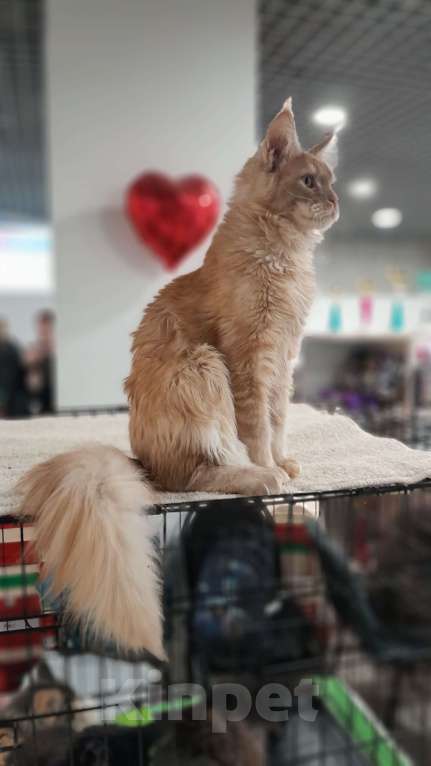 Кошки в Москве: Мейн-кун мальчик Мальчик, 80 000 руб. - фото 5