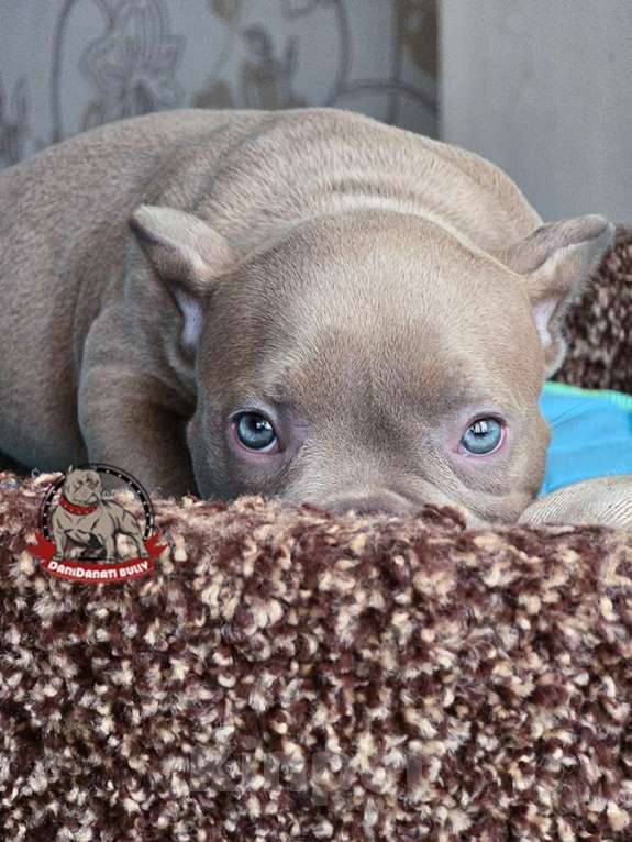 Собаки в Москве: Американский булли Микро Экзот Мальчик, 200 000 руб. - фото 5