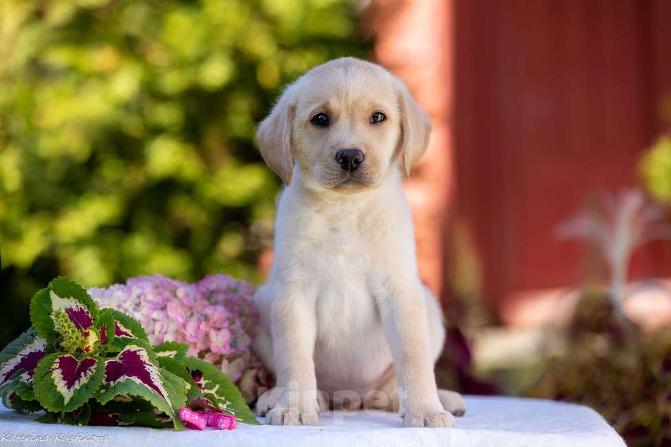Собаки в Москве: Палевый щенок лабрадора  Девочка, 100 000 руб. - фото 3