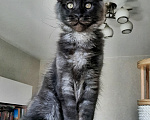 Кошки в Краснодаре: Котенок мейн-кун Мальчик, 42 000 руб. - фото 2