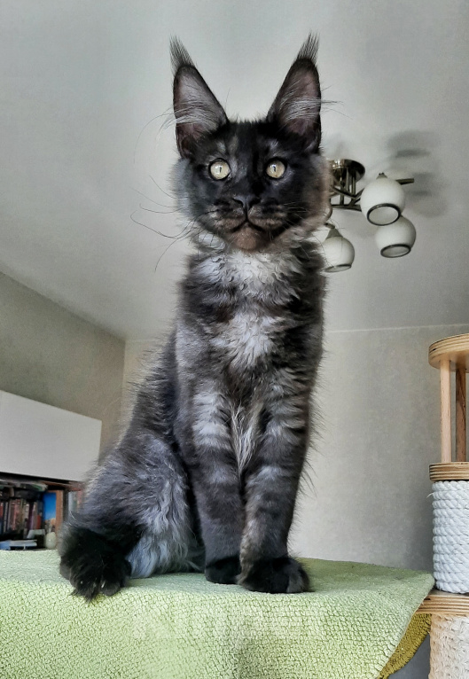 Кошки в Краснодаре: Котенок мейн-кун Мальчик, 42 000 руб. - фото 2