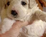 Собаки в Брянске: Продажа́ щенков Бишона Девочка, 45 000 руб. - фото 1