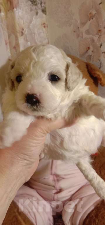 Собаки в Брянске: Продажа́ щенков Бишона Девочка, 45 000 руб. - фото 1