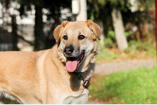 Чудесная Барабулька ищет дом и любящую семью!