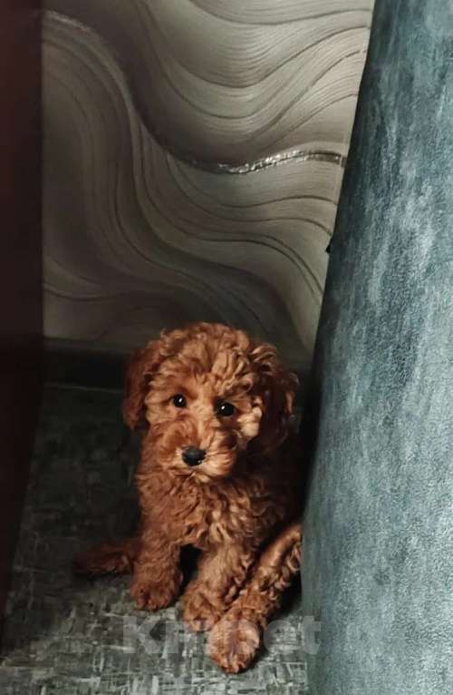 Собаки в Набережных Челнах: Пудель собаки Мальчик, 60 000 руб. - фото 1