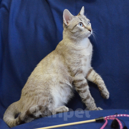 Кошки в Москве: Алекс ищет дом Мальчик, Бесплатно - фото 2