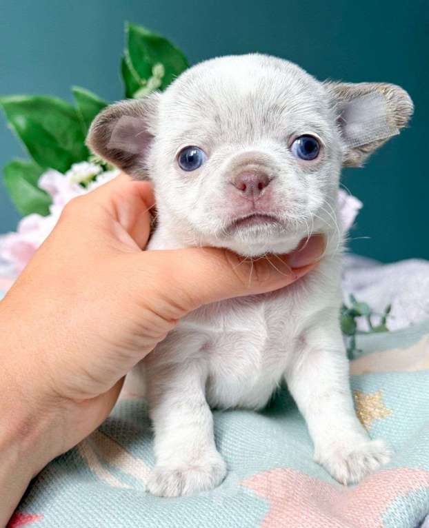 Собаки в Москве: Очень красивая девочка Веснушечка ???? Девочка, 65 000 руб. - фото 2