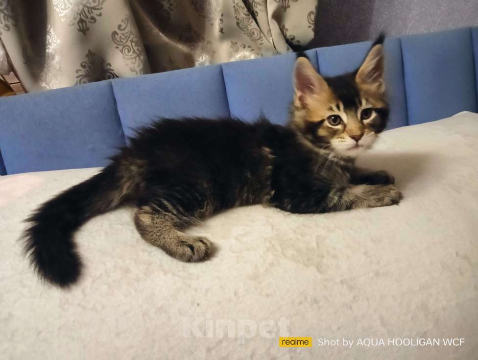 Кошки в Санкт-Петербурге: Бриллиант Аква Хулиган Девочка, 65 000 руб. - фото 2